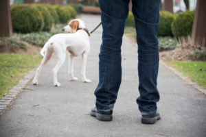 hund an der leine