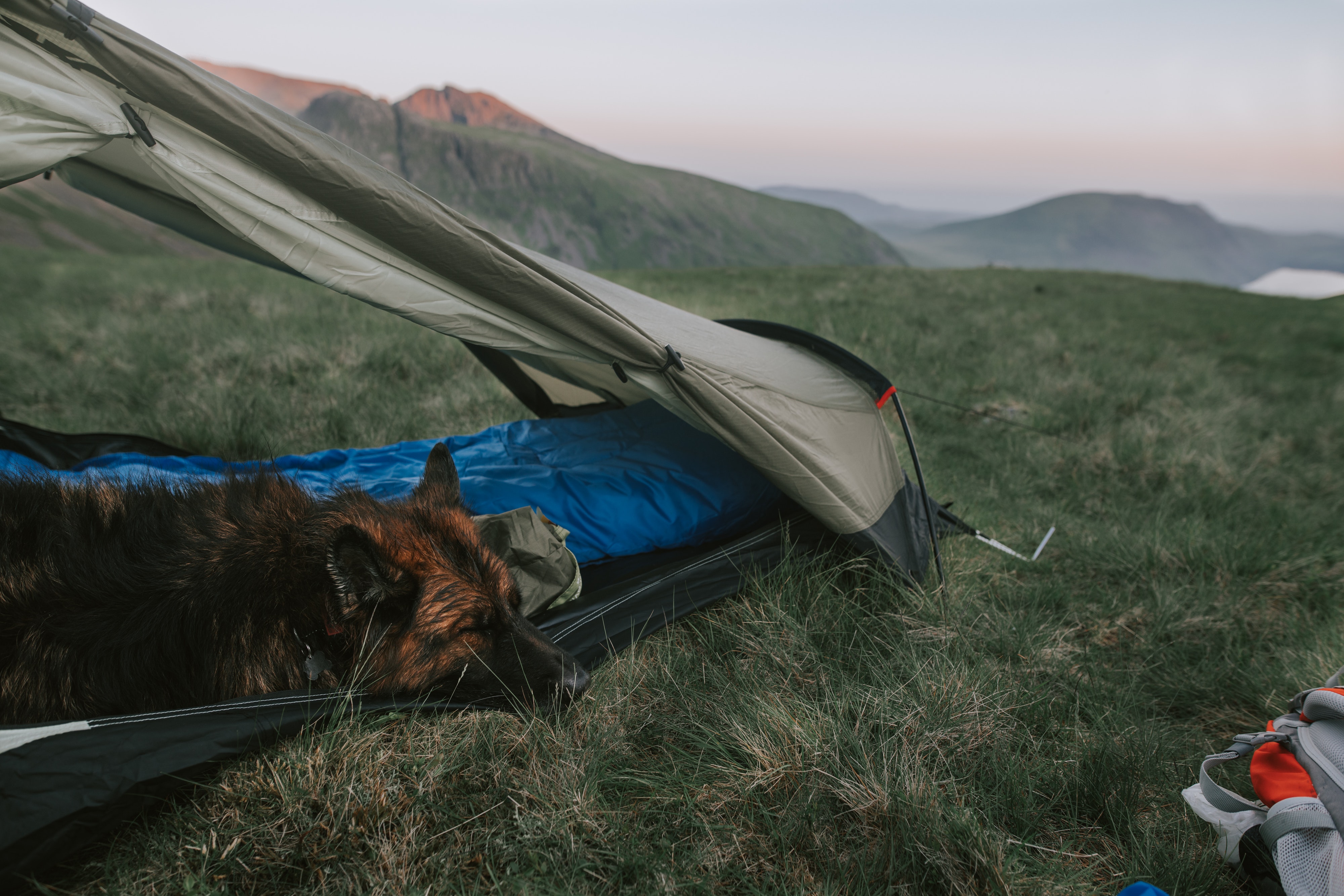 Camping mit Hund
