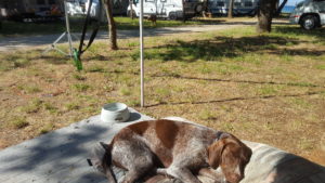 Camping mit Hund