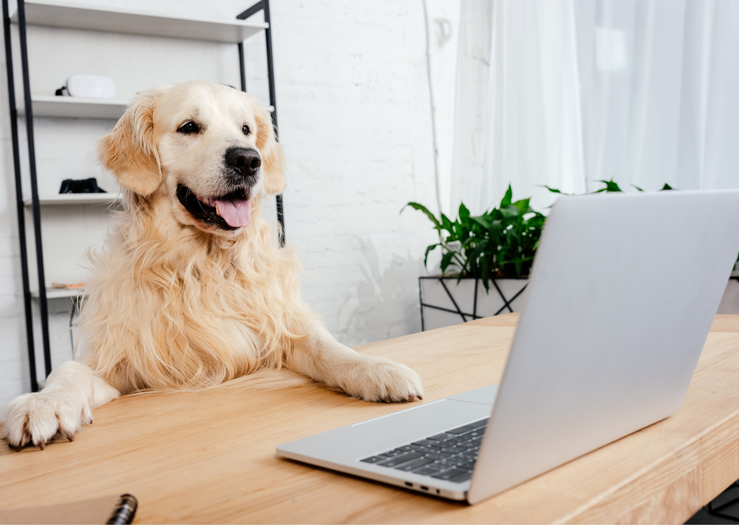 Bürohund – darauf musst du achten