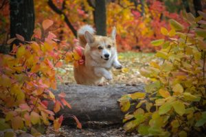 Hund im Herbst