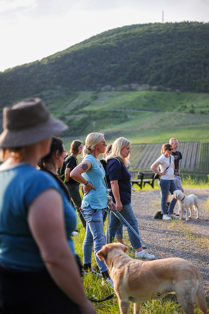 Mosel-Urlaub mit Hund: Diese Aktivitäten erwarten dich