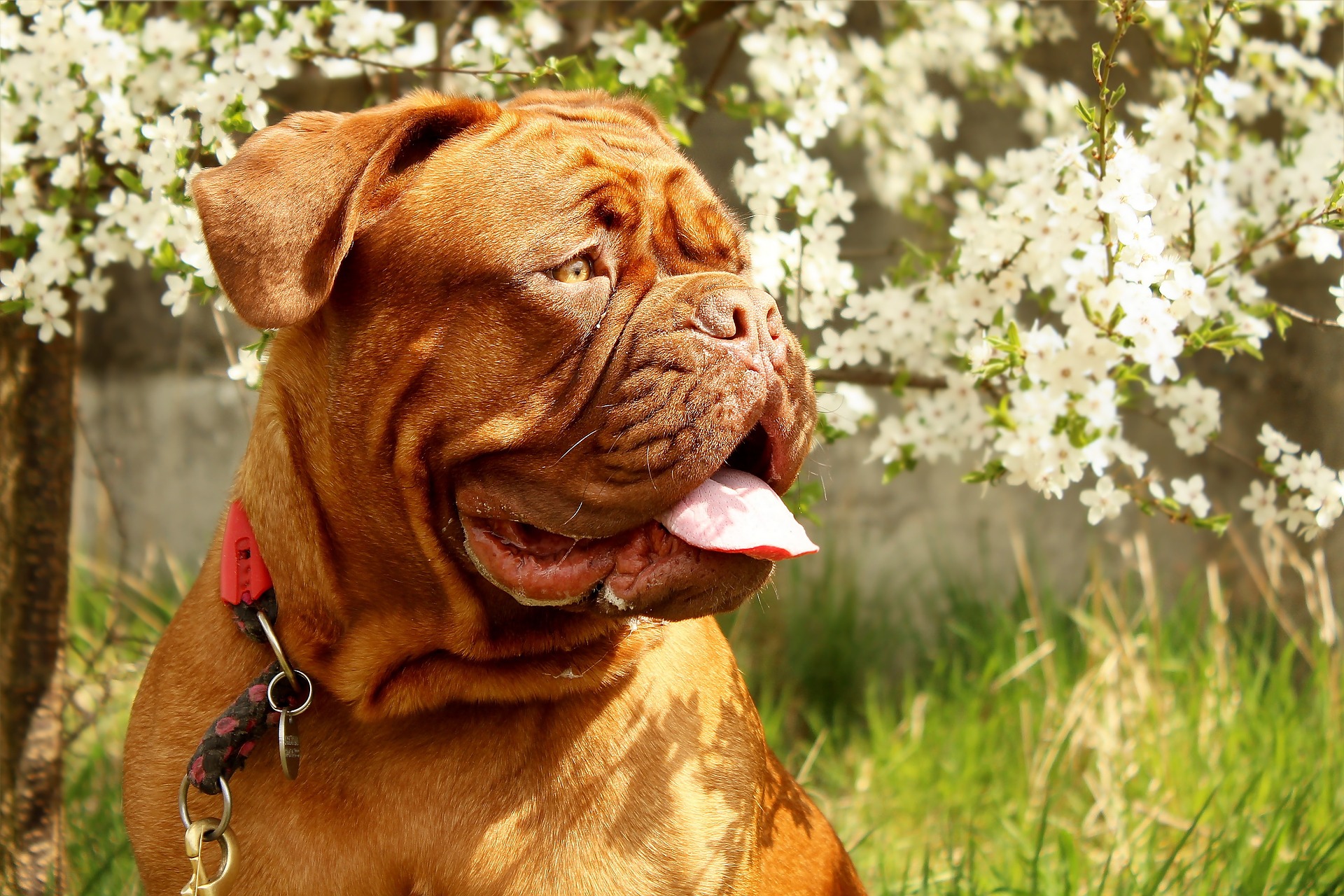 9 Tipps für den Frühling mit Hund