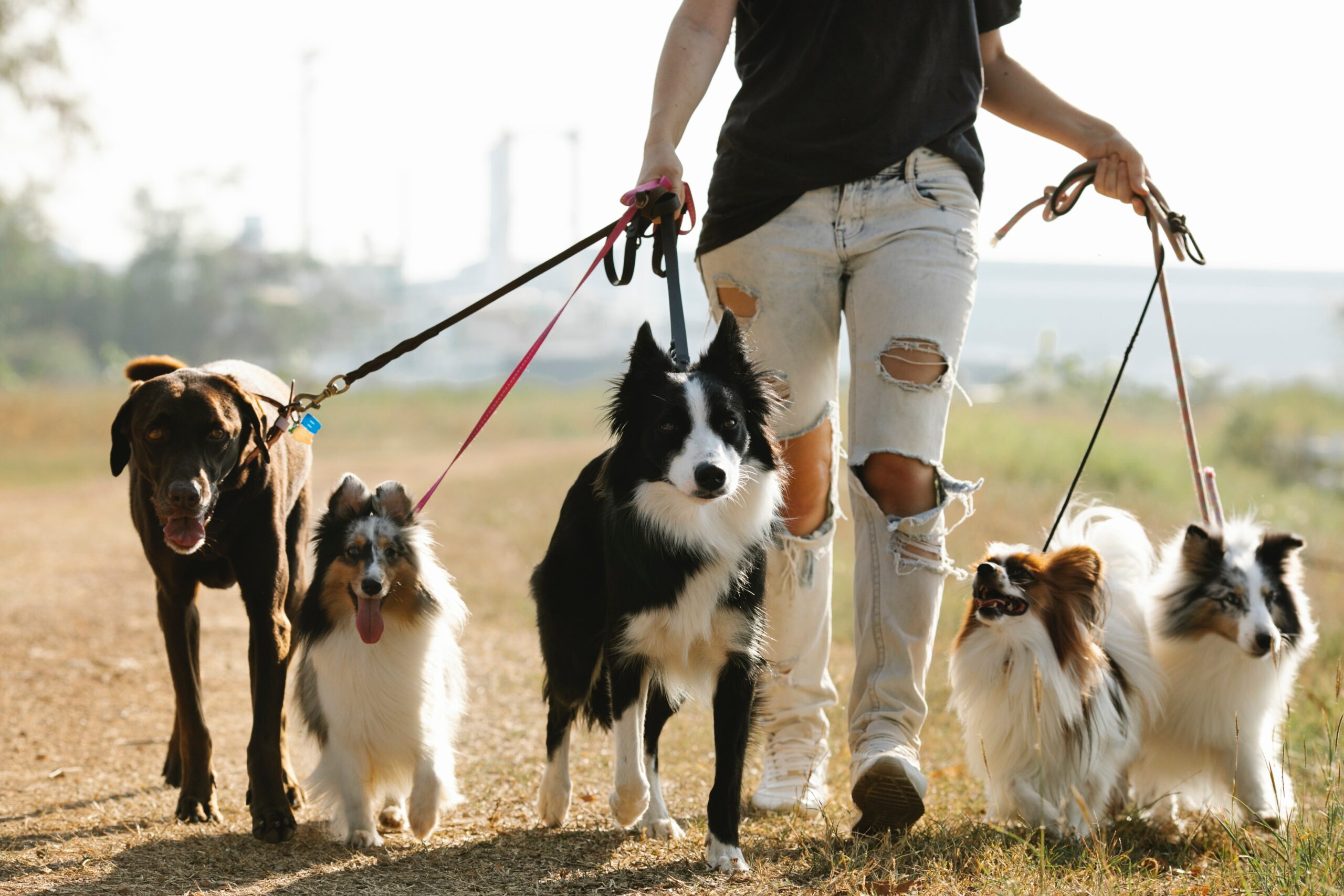 Immer in Bewegung: Traumjob Gassiservice für Hunde