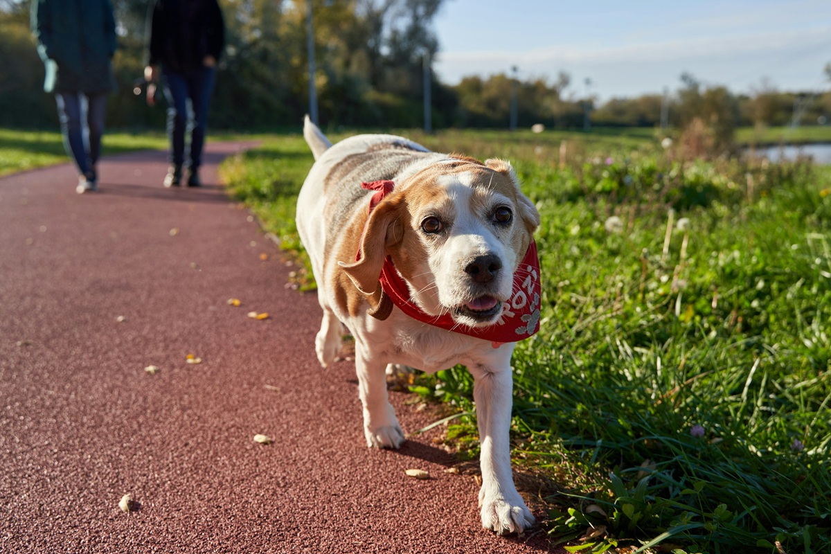 Unterwegs mit Hundesenioren: 7 Tipps für einen aktiven Lebensabend