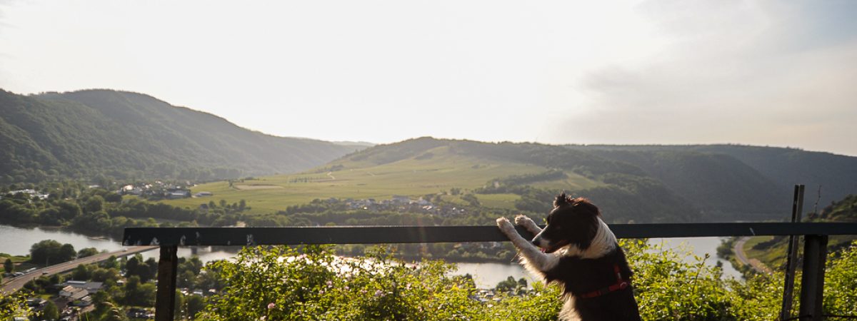 Mosel mit Hund