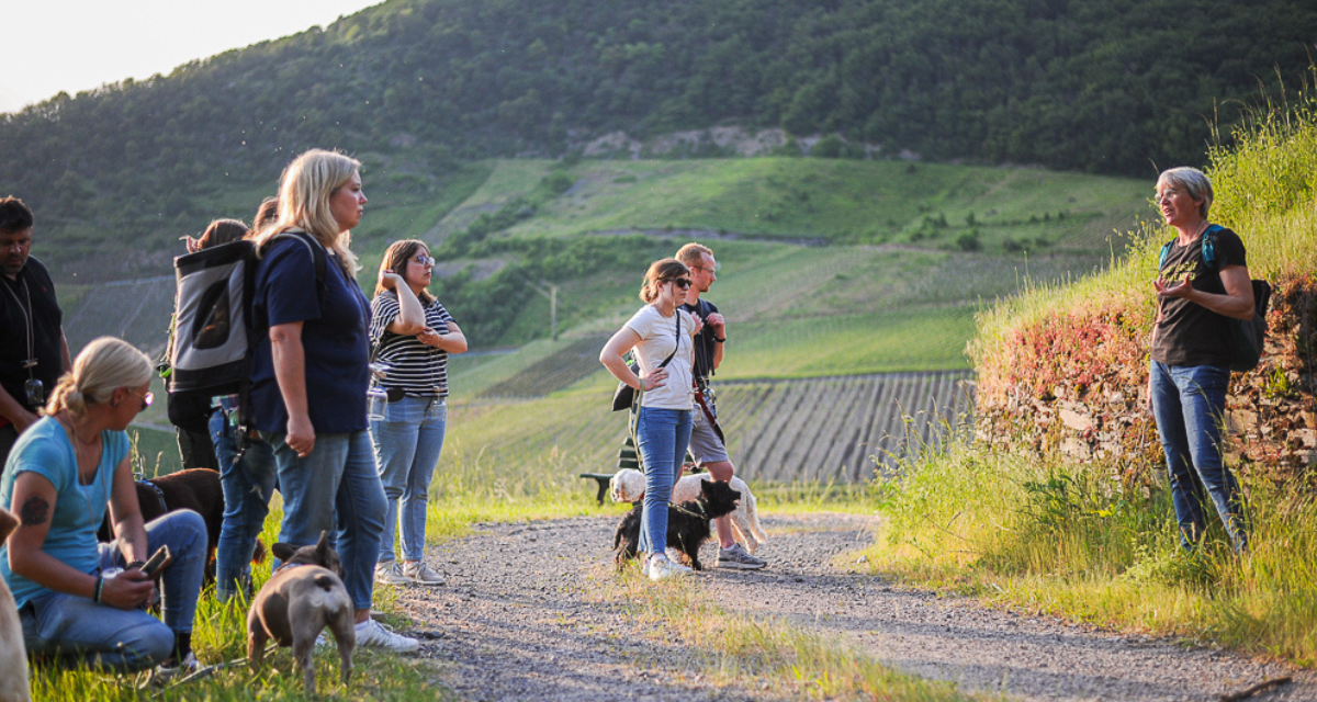 Geführte Hundewanderung mit kleiner Gruppe und angeleinten Hunden an der MoselGeführte Hundewanderung mit kleiner Gruppe und angeleinten Hunden im Weinberg
