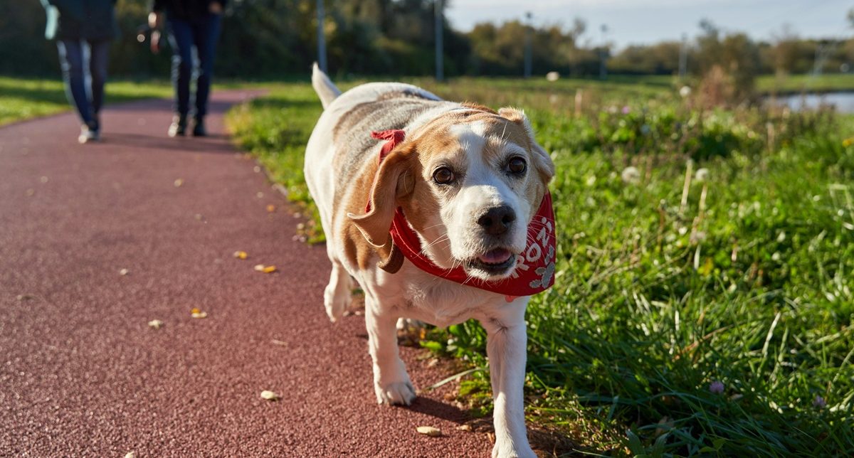 Unterwegs-mit-Hundesenioren
